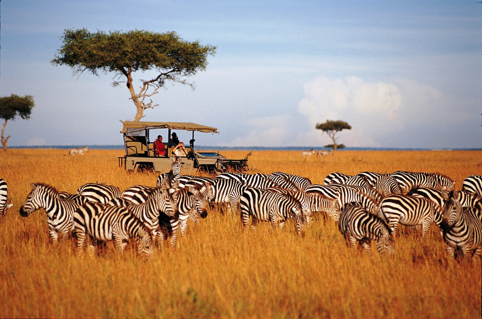 safari in serengeti national park