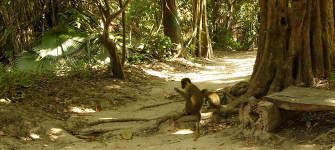 Gambia: A Purely Enigmatic African Destination | Cheap Flights To Gambia