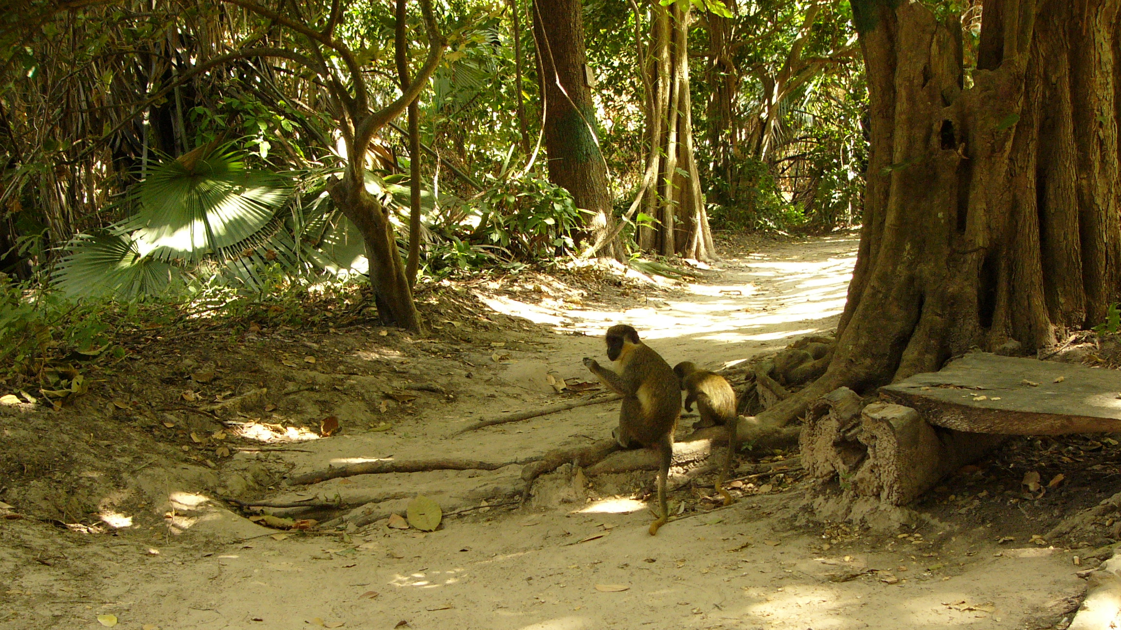 Gambia: A Purely Enigmatic African Destination | Cheap Flights To Gambia