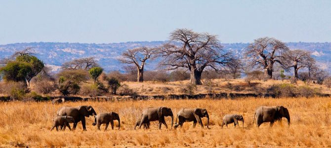 Tanzania, Travel Paradise in Africa | Cheap Flights To Tanzania