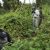 Gorilla Trekking In Rwanda This Summer