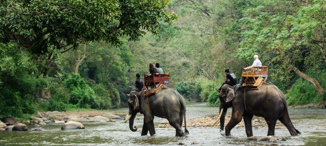 Nepal’s Best Destination for Wildlife Safari Nepal’s Best Destination for Wildlife Safari