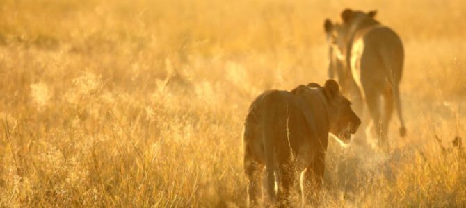 Top Best Safari Places in Africa