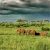 Best Safari Parks In Tanzania