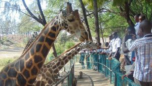 Kenya, Bargain Flights, Bargain Flights From London, Blog, Cheap Flights, Cheap Flights From London, cheap flights from united kingdom, cheap flights to Mombasa Kenya, cheap tickets, cheap travel, direct flights, direct flights to Mombasa Kenya, Emirates Airline, flights, Flights Booking, Flights From London, Flights From United Kingdom, Kenya Airways, last minute flights, last minute flights to Mombasa Kenya, Mombasa food, Qatar Airways, special offers, travel, Travel Wide Flights, Traveling, Turkish Airlines, United Kingdom, Mombasa, Mombasa cuisine, Mombasa food, Mombasa Travel Guide, Mombasa Blog, Mombasa blog, Mombasa tourism, Mombasa travel blog, Mombasa tour, Mombasa tourism places