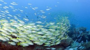 Kenya, Bargain Flights, Bargain Flights From London, Blog, Cheap Flights, Cheap Flights From London, cheap flights from united kingdom, cheap flights to Mombasa Kenya, cheap tickets, cheap travel, direct flights, direct flights to Mombasa Kenya, Emirates Airline, flights, Flights Booking, Flights From London, Flights From United Kingdom, Kenya Airways, last minute flights, last minute flights to Mombasa Kenya, Mombasa food, Qatar Airways, special offers, travel, Travel Wide Flights, Traveling, Turkish Airlines, United Kingdom, Mombasa, Mombasa cuisine, Mombasa food, Mombasa Travel Guide, Mombasa Blog, Mombasa blog, Mombasa tourism, Mombasa travel blog, Mombasa tour, Mombasa tourism places