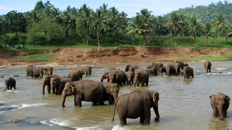  Bargain Flights, Bargain Flights From London, Blog, Cheap Flights, Cheap Flights From London, cheap flights from united kingdom, cheap flights to Colombo Sri Lanka, cheap tickets, cheap travel, direct flights, direct flights to Colombo Sri Lanka, Emirates Airline, flights, Flights Booking, Flights From London, Flights From United Kingdom, Kenya Airways, last minute flights, last minute flights to Colombo Sri Lanka, Colombo food, Qatar Airways, special offers, travel, Travel Wide Flights, Traveling, Turkish Airlines, United Kingdom, Colombo, Colombo cuisine, Colombo food, Colombo Travel Guide, Sri Lanka Blog, Colombo blog, Colombo tourism, Colombo travel blog, Colombo tour, Colombo tourism places