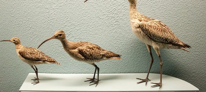 Cheap Flights To Christchurch