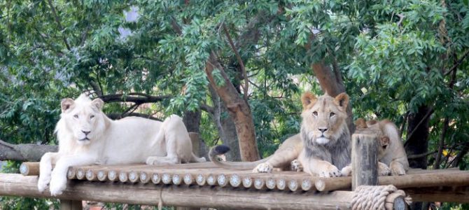 Things To Do In Johannesburg