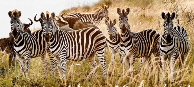 Cheap Flights To Lusaka Cheap Flights To Lusaka